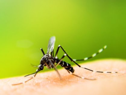 Brasil já tem mais de 4 milhões de casos de dengue registrados em 2024