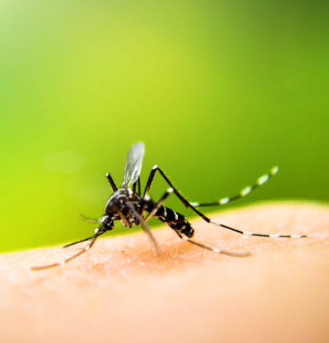 Brasil já tem mais de 4 milhões de casos de dengue registrados em 2024