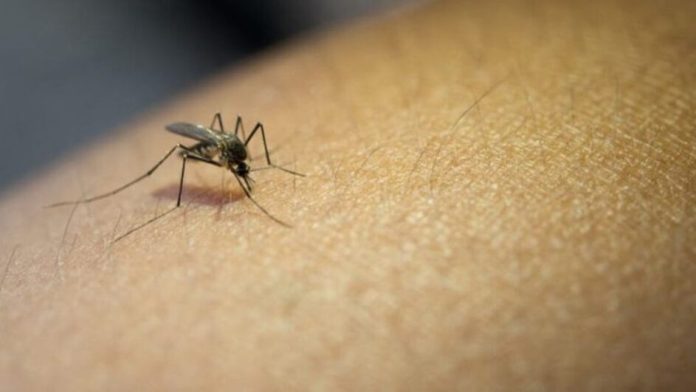 Chapecó registra primeira morte por dengue de 2024