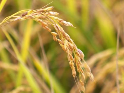 Entidades catarinenses pedem valorização do arroz nacional