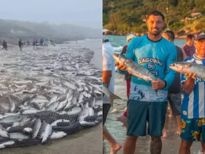 Pescadores de Florianópolis capturam mais de 22 mil tainhas na Barra da Lagoa