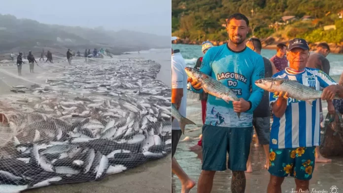 Pescadores de Florianópolis capturam mais de 22 mil tainhas na Barra da Lagoa