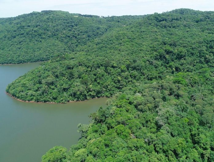 Secretaria do Meio Ambiente completa um ano com foco em progresso econômico mais sustentável