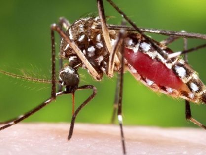 Fapesc repassa mais de R$ 15 milhões para apoiar pesquisas de combate à dengue