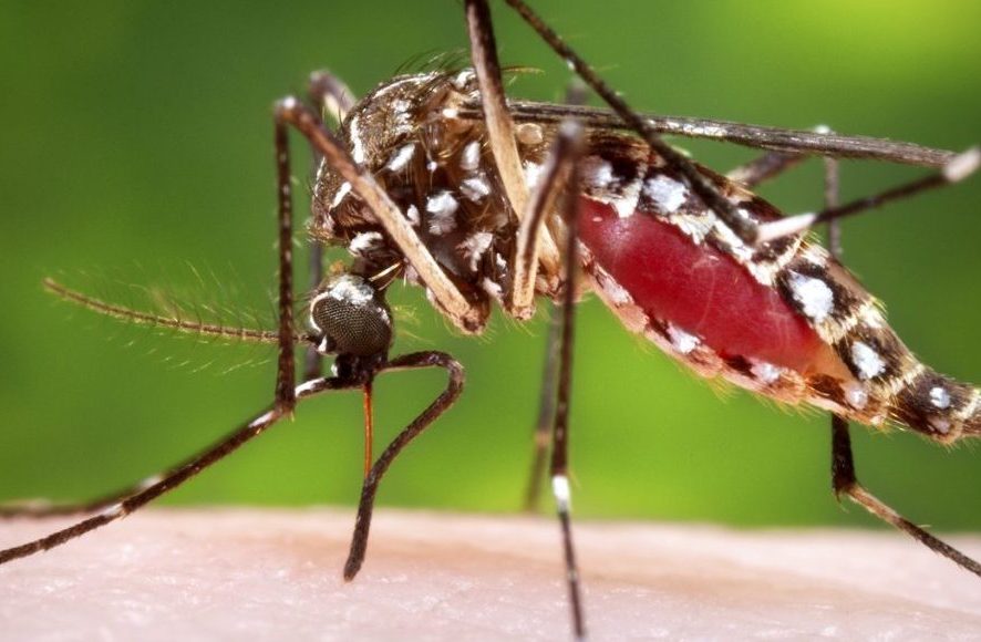 Fapesc repassa mais de R$ 15 milhões para apoiar pesquisas de combate à dengue