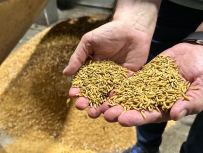 Produção de arroz em SC supera desafios e aponta para supersafra em 2025