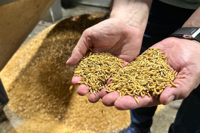 Produção de arroz em SC supera desafios e aponta para supersafra em 2025