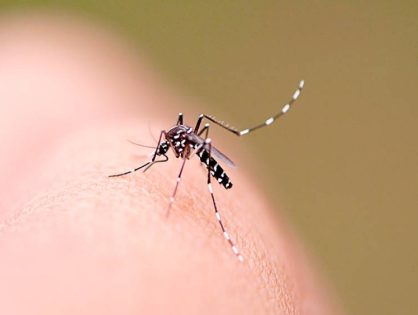 SC segue em alerta e registra mais de 2 mil casos prováveis de dengue