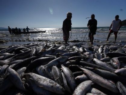 Santa Catarina contesta proposta federal que limita pesca artesanal da tainha