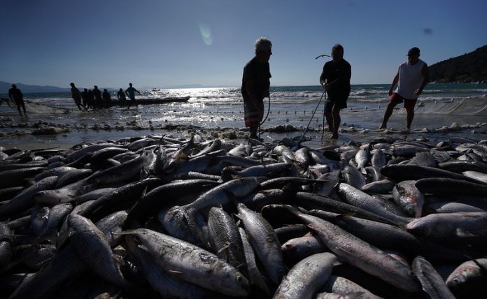 Santa Catarina contesta proposta federal que limita pesca artesanal da tainha