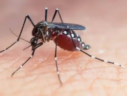 Escolas de Santa Catarina participam de mobilização federal contra a dengue até abril