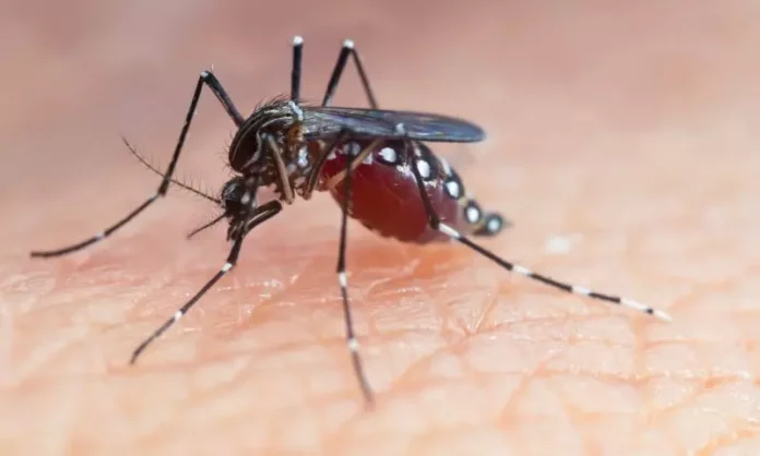 Escolas de Santa Catarina participam de mobilização federal contra a dengue até abril