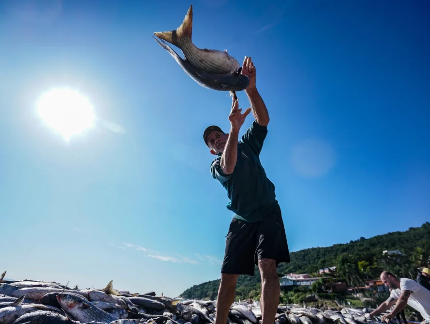 Estado protocola ação no STF para derrubar cotas da pesca artesanal da tainha