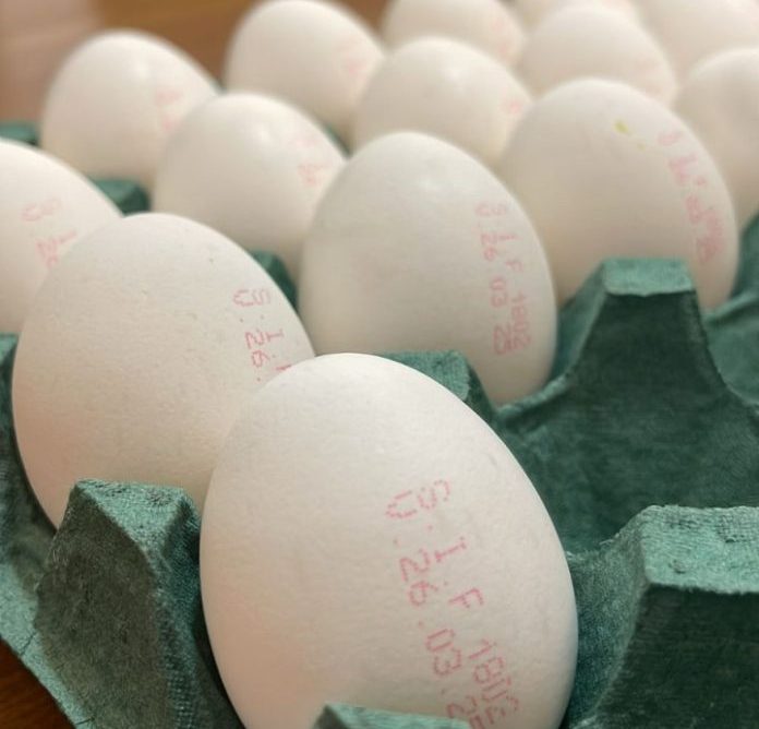 EUA aumentam importação de ovos do Brasil devido à gripe aviária