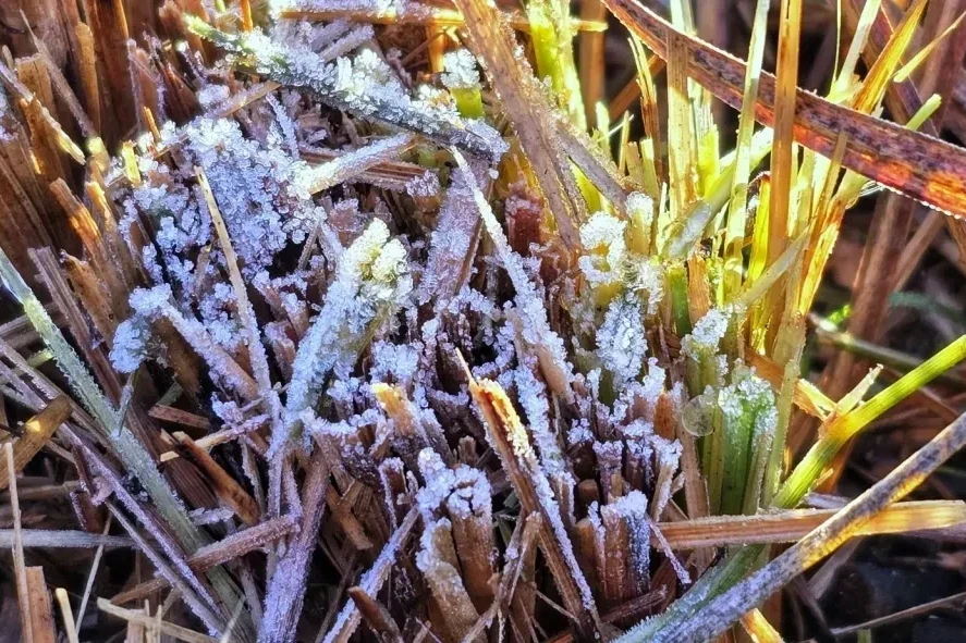 Serra Catarinense amanhece coberta de geada e registra temperaturas negativas