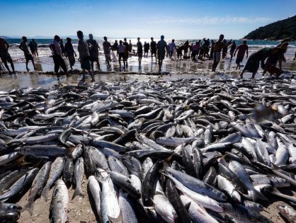 Pelo Estado 27/05: A pesca da tainha e a queda de braço entre governo estadual e federal