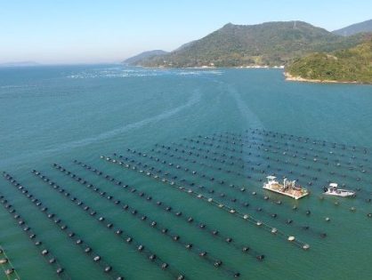 Regularização das fazendas marinhas leva dignidade e crescimento à maricultura em SC