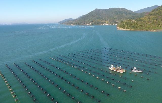 Regularização das fazendas marinhas leva dignidade e crescimento à maricultura em SC