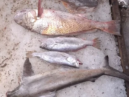 Ibama apreende barco com 6 toneladas de pescado ilegal em SC