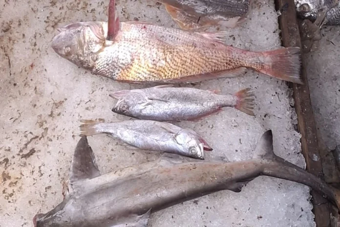 Ibama apreende barco com 6 toneladas de pescado ilegal em SC