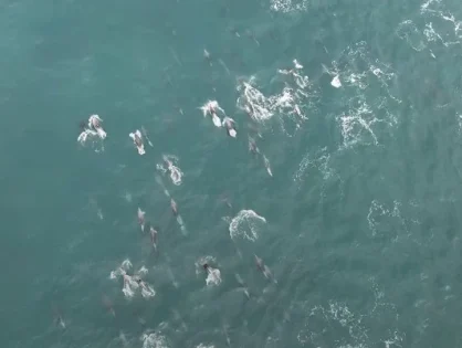 Registro histórico! Mais de 100 golfinhos são vistos no Farol de Santa Marta