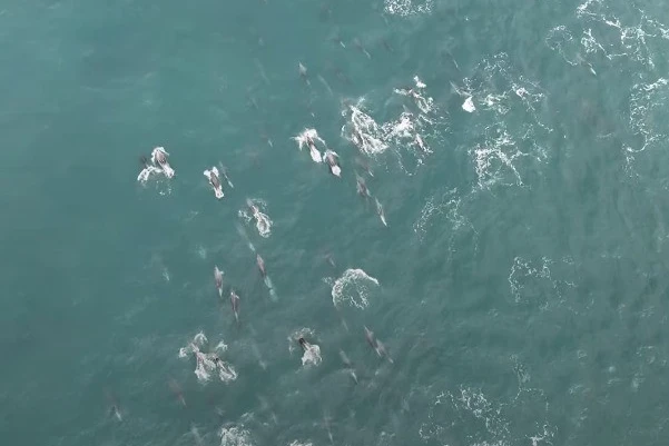 Registro histórico! Mais de 100 golfinhos são vistos no Farol de Santa Marta