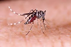 Dengue avança em SC com mais de 45 mil focos do mosquito