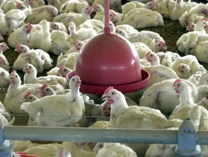 Frango brasileiro volta ao mercado: 30 países já liberaram as importações