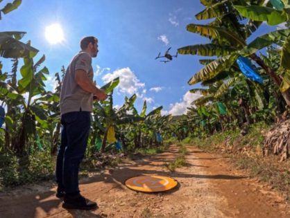 Drones reforçam defesa contra pragas e ajudam Santa Catarina a liderar exportações de banana