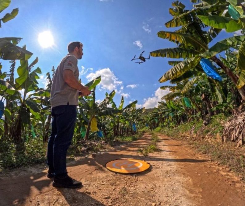 Drones reforçam defesa contra pragas e ajudam Santa Catarina a liderar exportações de banana