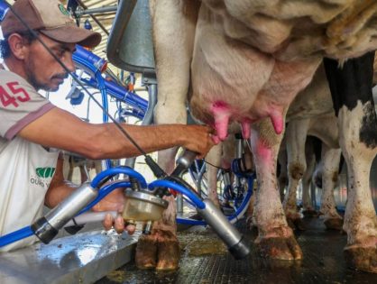 SC renova medida para proteger indústria leiteira e garantir competitividade dos produtores locais