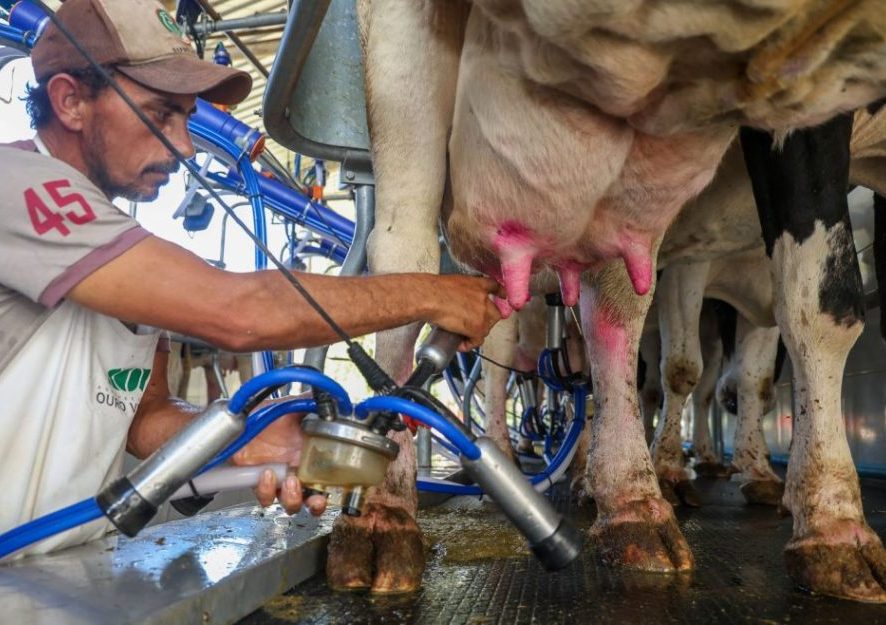 SC renova medida para proteger indústria leiteira e garantir competitividade dos produtores locais