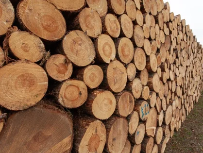 Santa Catarina: tarifaço provoca demissões e queda no faturamento do setor madeireiro