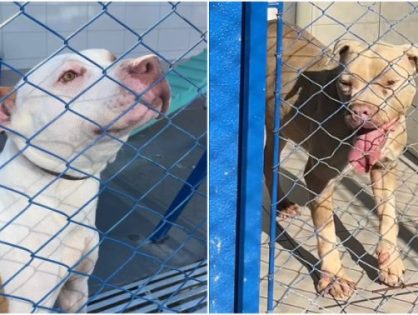 SC determina castração obrigatória de pit bulls e derivados a partir de 6 meses