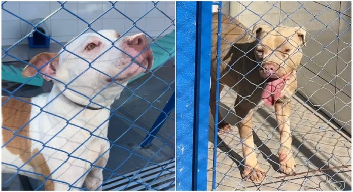 SC determina castração obrigatória de pit bulls e derivados a partir de 6 meses