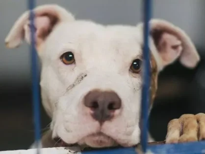 Associação contesta no STF lei catarinense que impõe restrições a pitbulls em SC