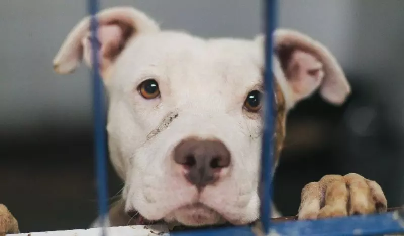 Associação contesta no STF lei catarinense que impõe restrições a pitbulls em SC