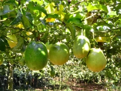 Colheita do maracujá inicia na próxima semana no Sul catarinense