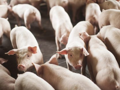 SC amplia laços comerciais com a Argentina com crescimento de 25% nas exportações