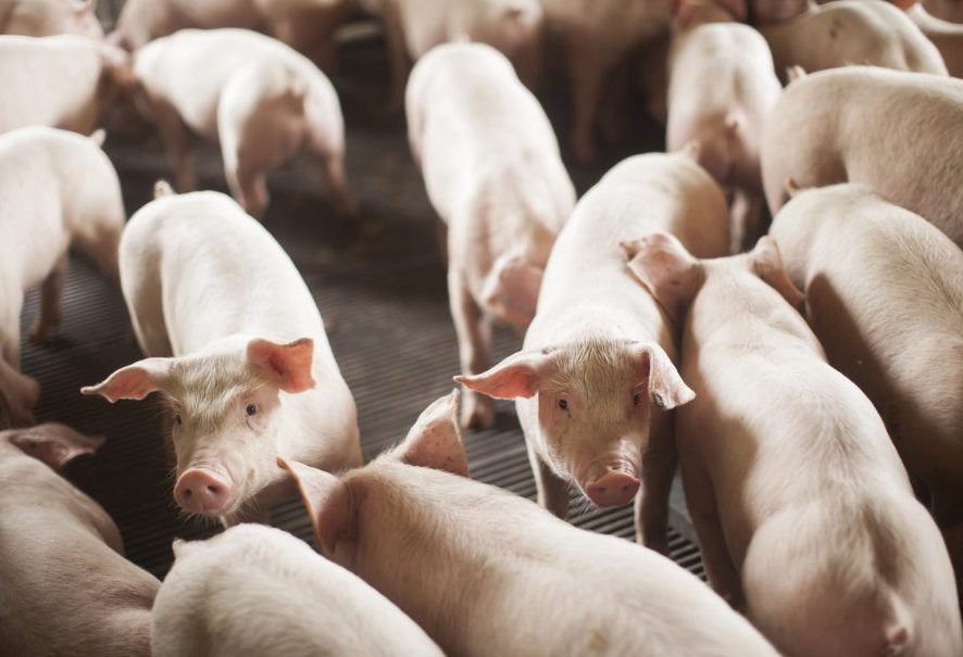 SC amplia laços comerciais com a Argentina com crescimento de 25% nas exportações