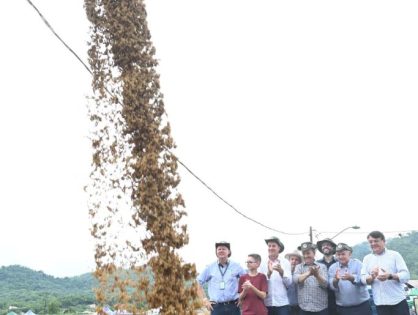 Colheita de Arroz de Santa Catarina inicia nesta sexta-feira