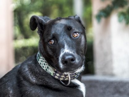 Santa Catarina passa a contar com lei que protege cães e gatos comunitários