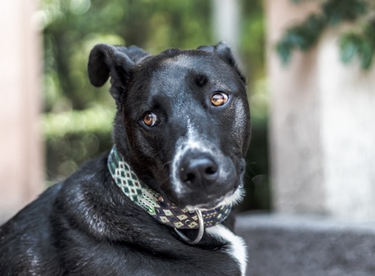 Santa Catarina passa a contar com lei que protege cães e gatos comunitários