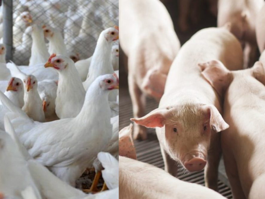 SC exporta 2 milhões de toneladas de carnes em 2025 e bate recorde histórico