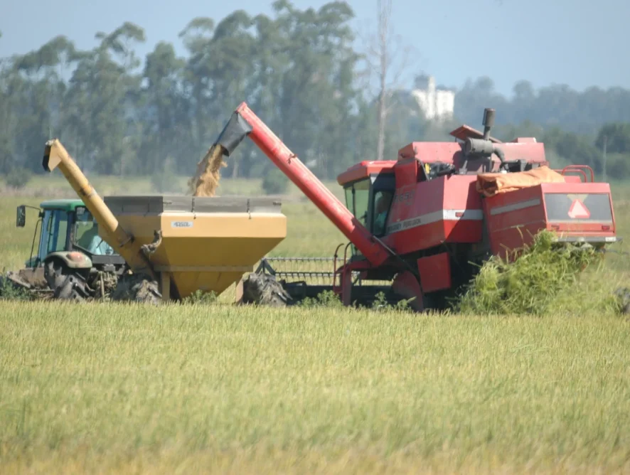 Mesmo com expectativa de boa safra, preço preocupa produtores de arroz no Sul de SC
