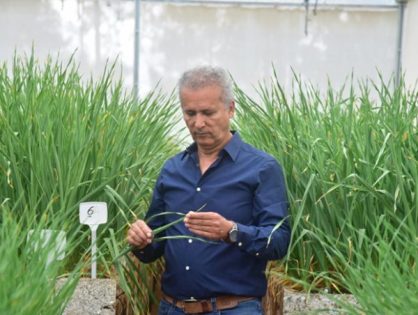 Epagri desenvolve cultivar de alho com potencial para novas regiões produtoras em SC