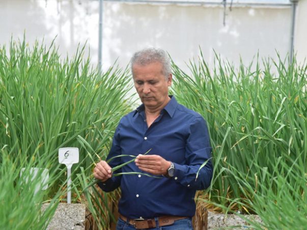 Epagri desenvolve cultivar de alho com potencial para novas regiões produtoras em SC