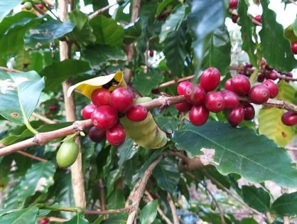 Café sombreado ganha incentivo e reforça tradição histórica em Santa Catarina