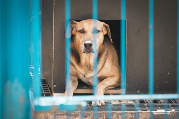 Caso do cão Orelha reforça protagonismo do Parlamento catarinense na proteção animal