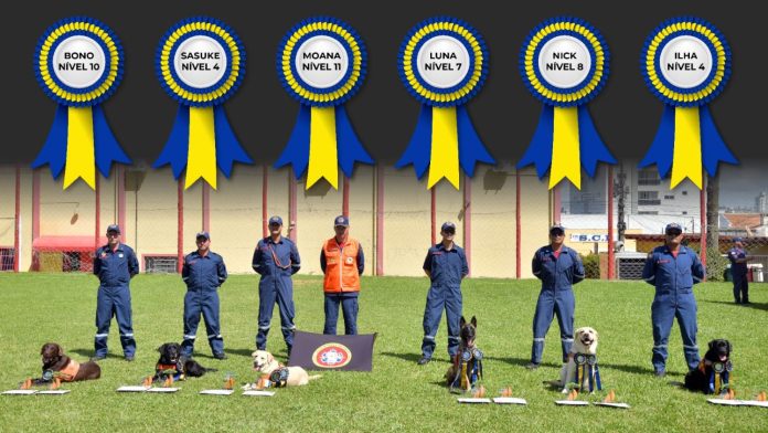Corpo de Bombeiros Militar de Santa Catarina tem os cães de resgate mais preparados do país para atuar em cenários extremos